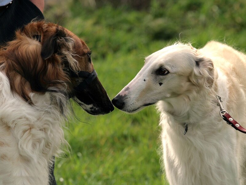 Two Dogs Facing Each Other — White