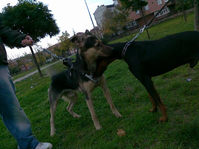 Two Dogs Fighting — Green