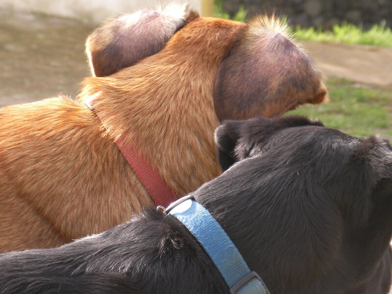 Two Dogs from Behind
