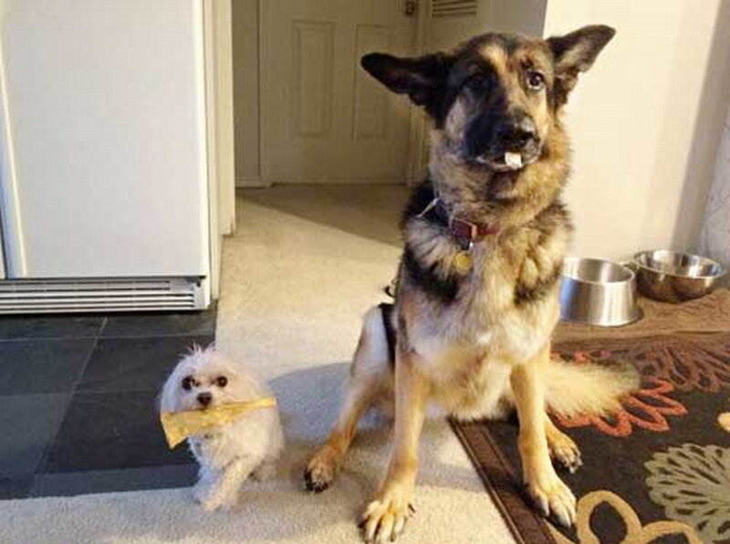 Two Dogs Holding Cheese