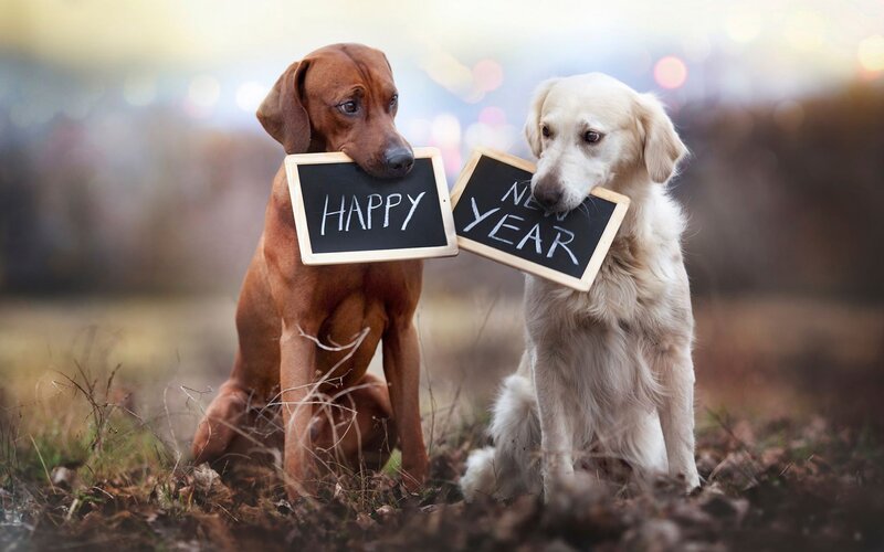 Two Dogs Holding Signs