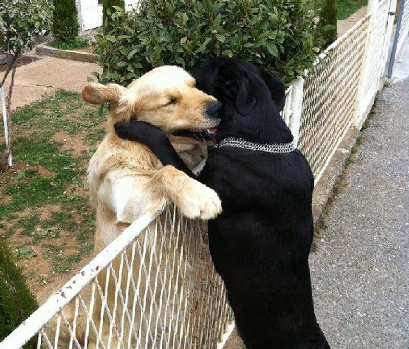 Two Dogs Hugging — Black