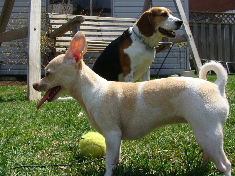 Two dogs in a backyard