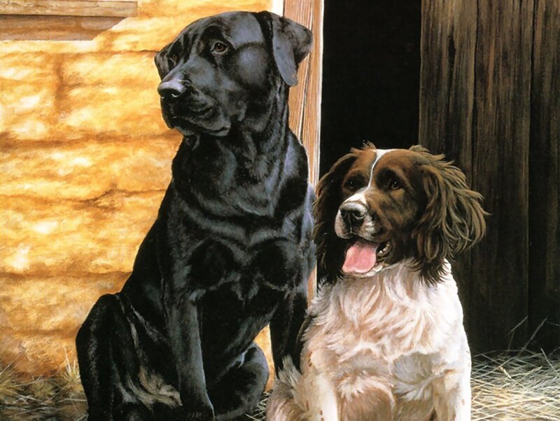 Two Dogs in a Barn