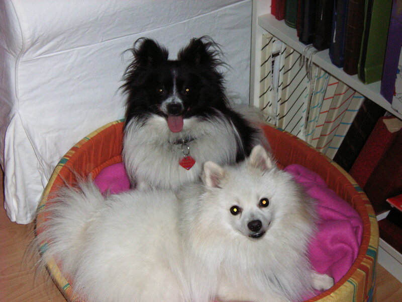 Two dogs in a bed