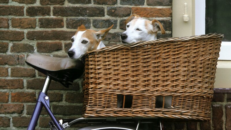 Two dogs in a bicycle basket