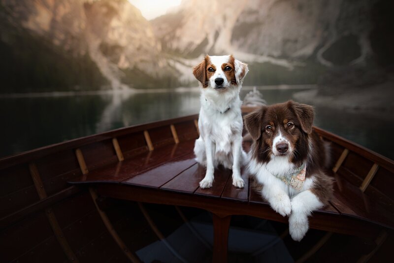 Two Dogs in a Boat — Brown