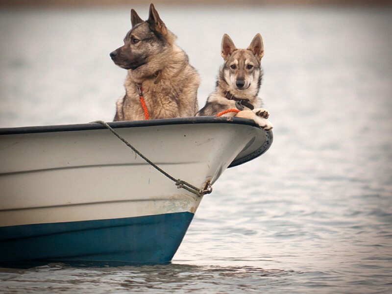 Two Dogs in a Boat