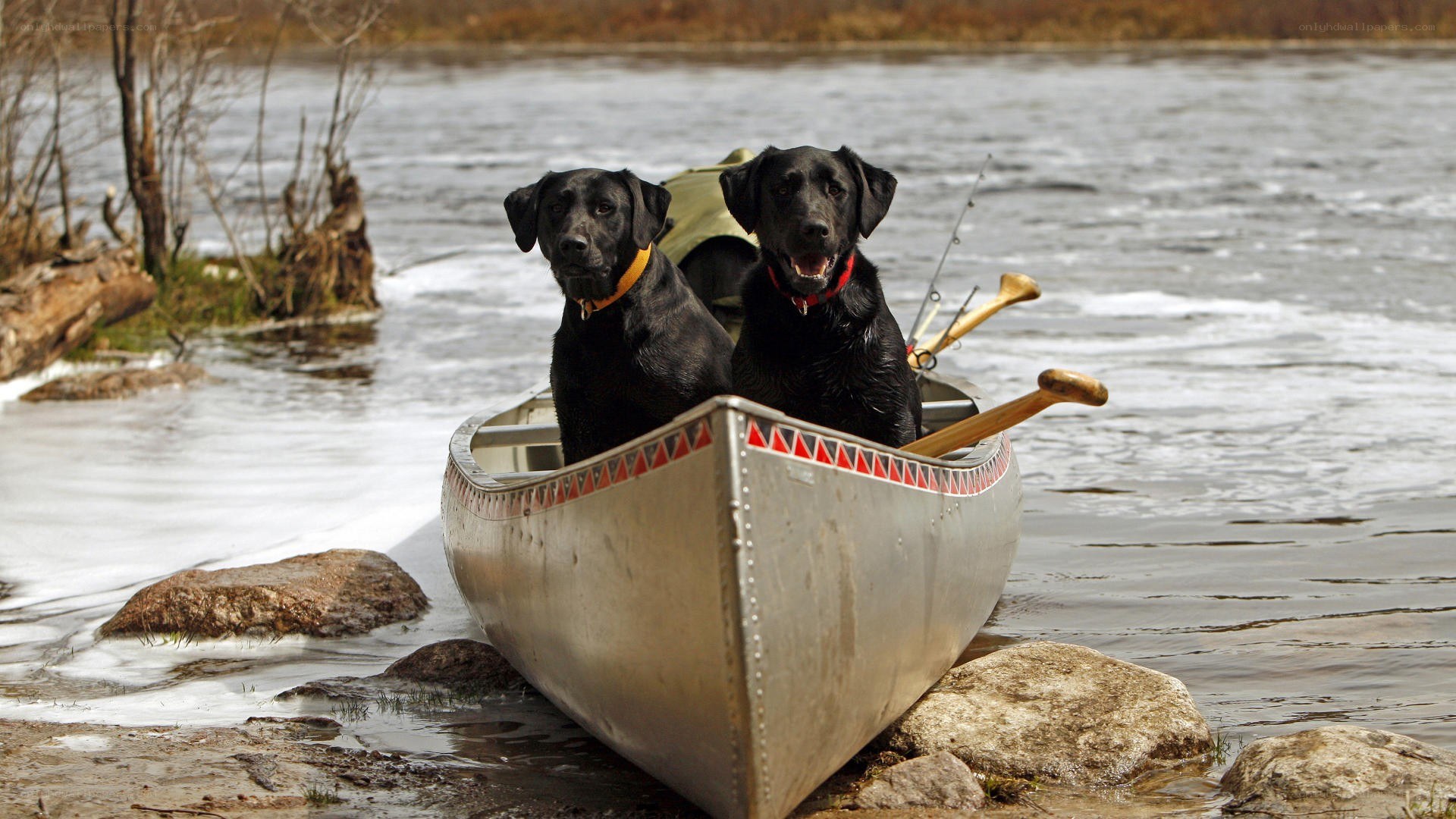 Two dogs in a canoe