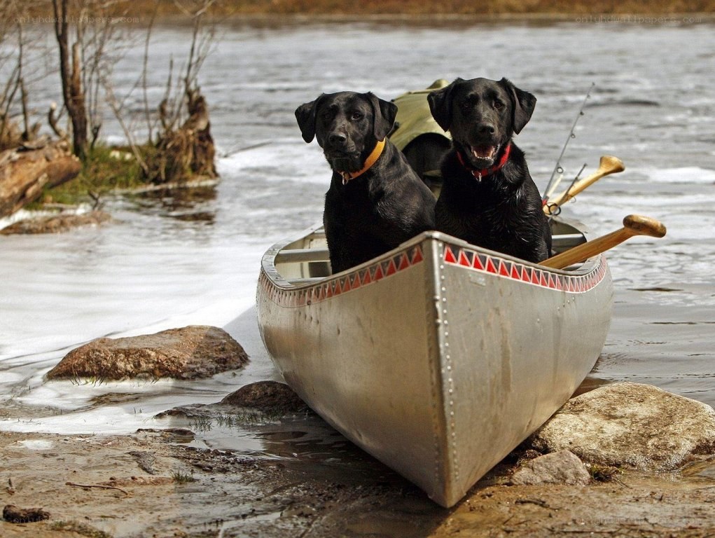Two dogs in a canoe