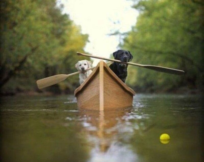 Two Dogs in a Canoe — Green