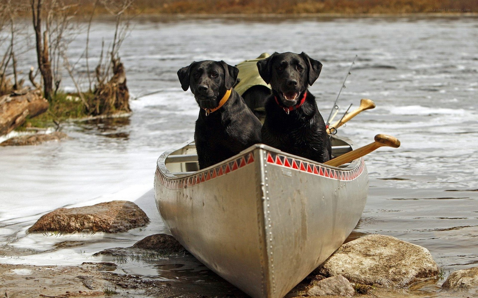 Two dogs in a canoe