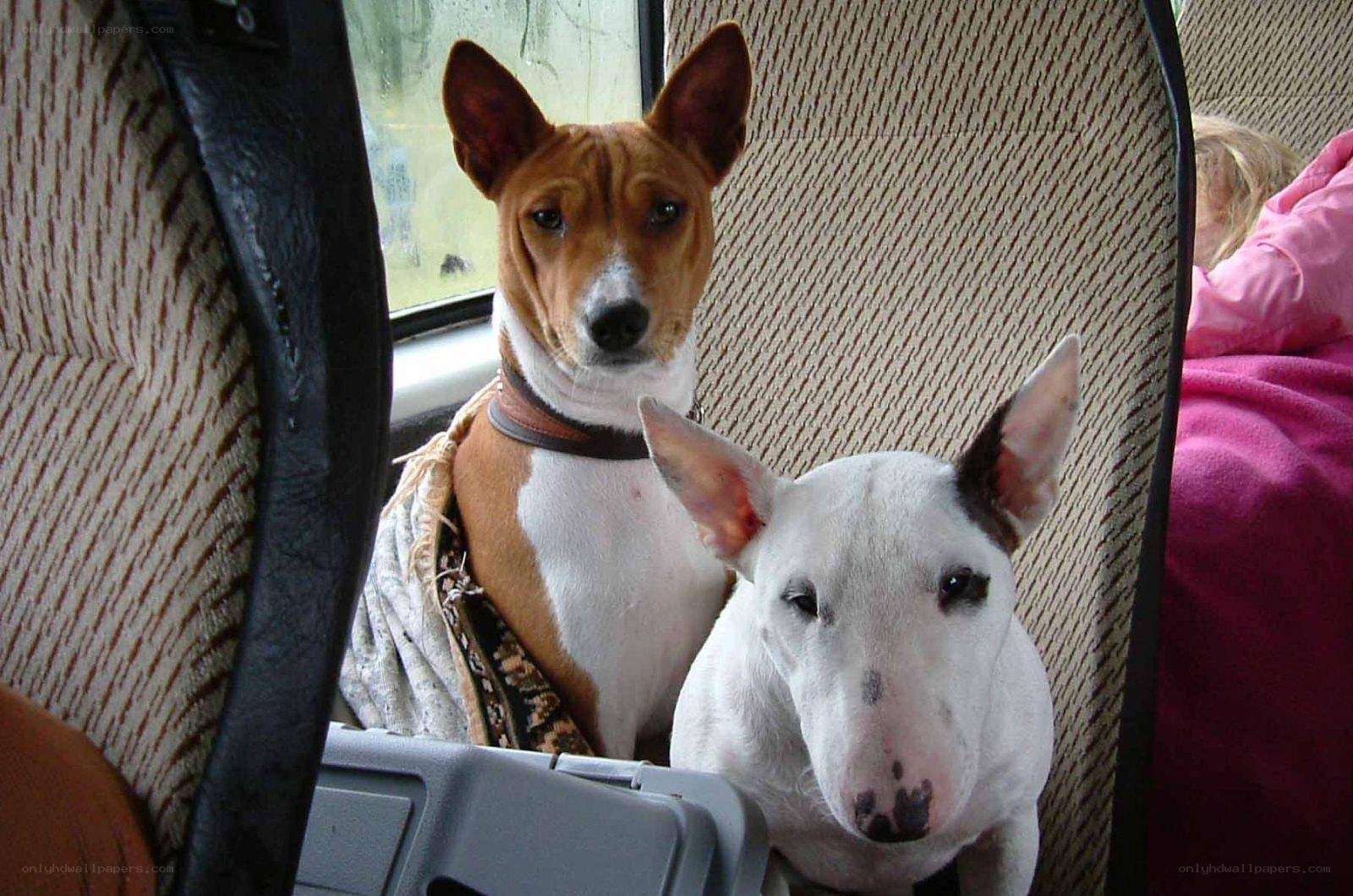 Two dogs in a car