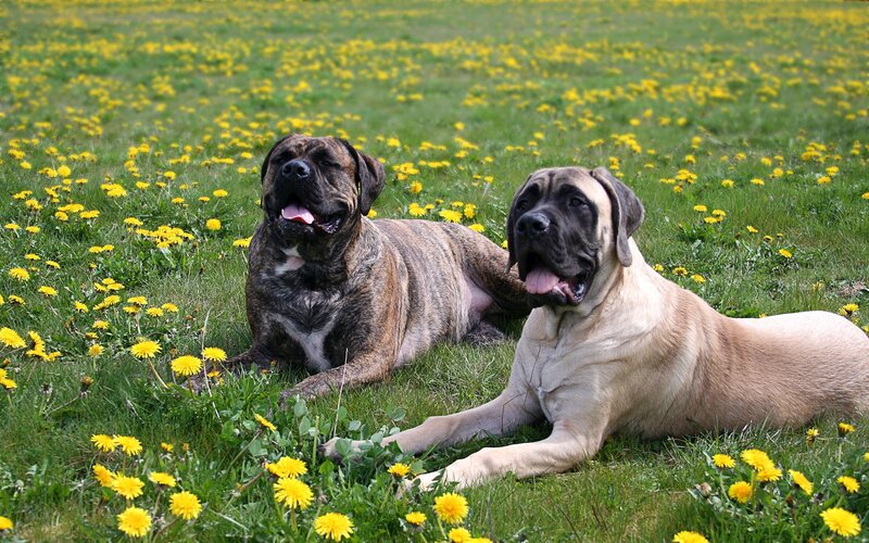 Two dogs in a dandelion field