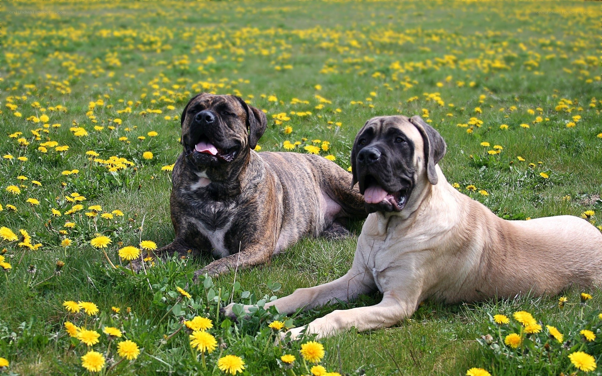 Two dogs in a dandelion field