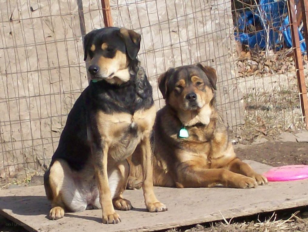 Two dogs in a fenced yard