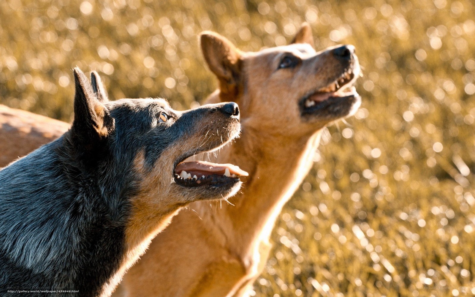 Two dogs in a field