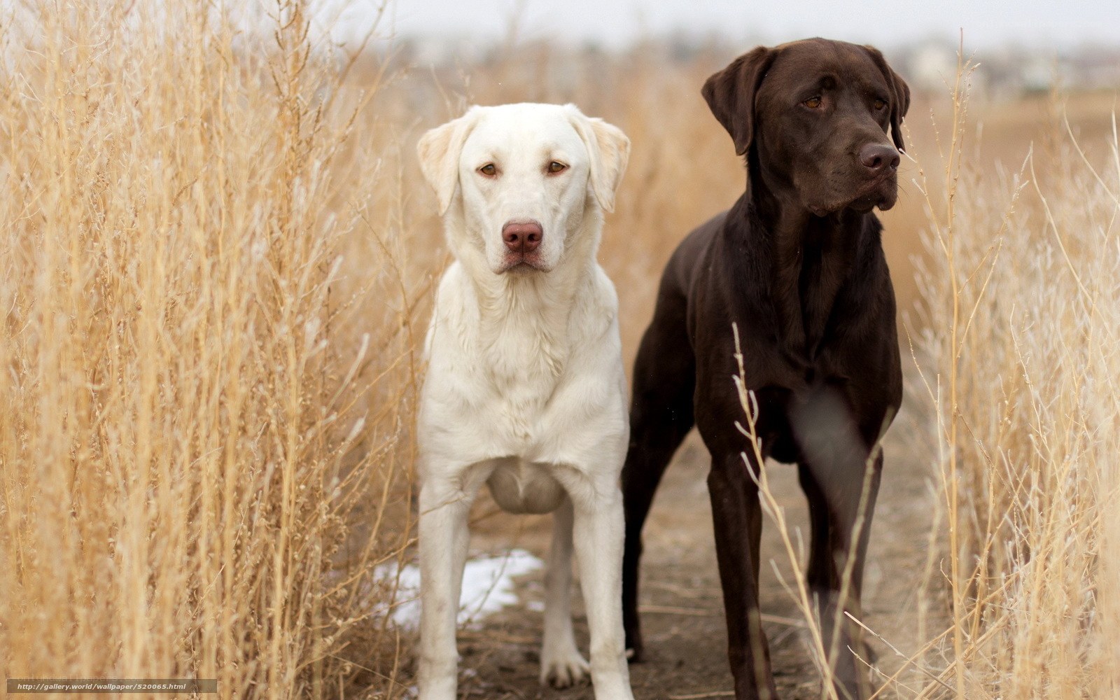 Two dogs in a field