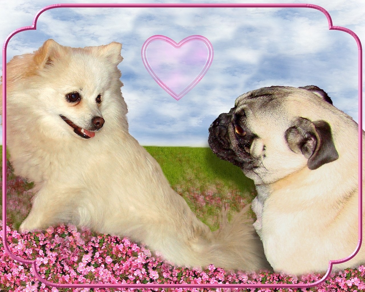 Two dogs in a field