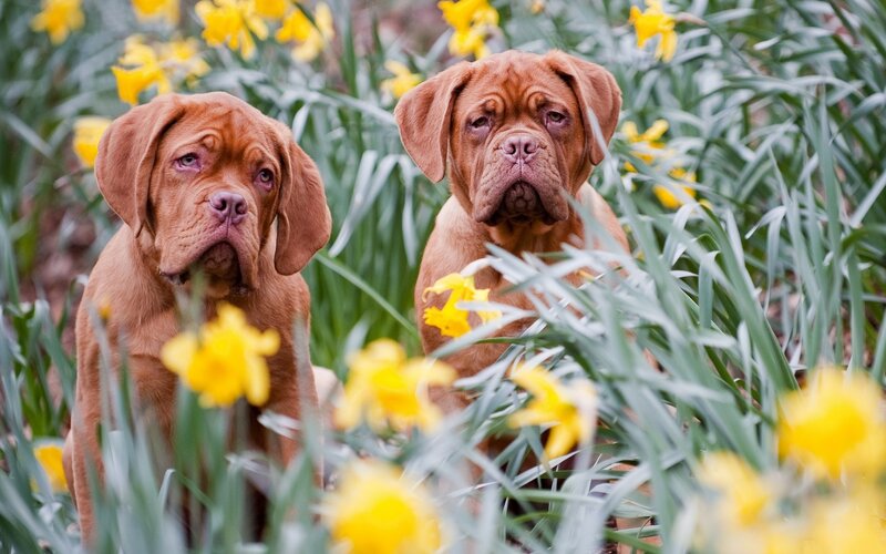 Two dogs in a field of daffodils