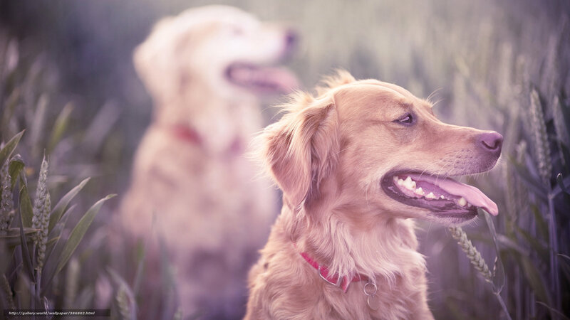 Two dogs in a field