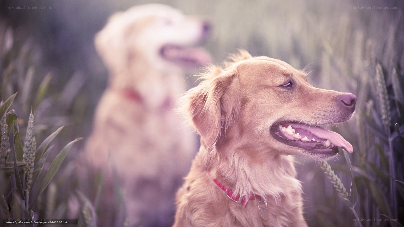 Two dogs in a field