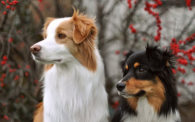 Two dogs in a garden