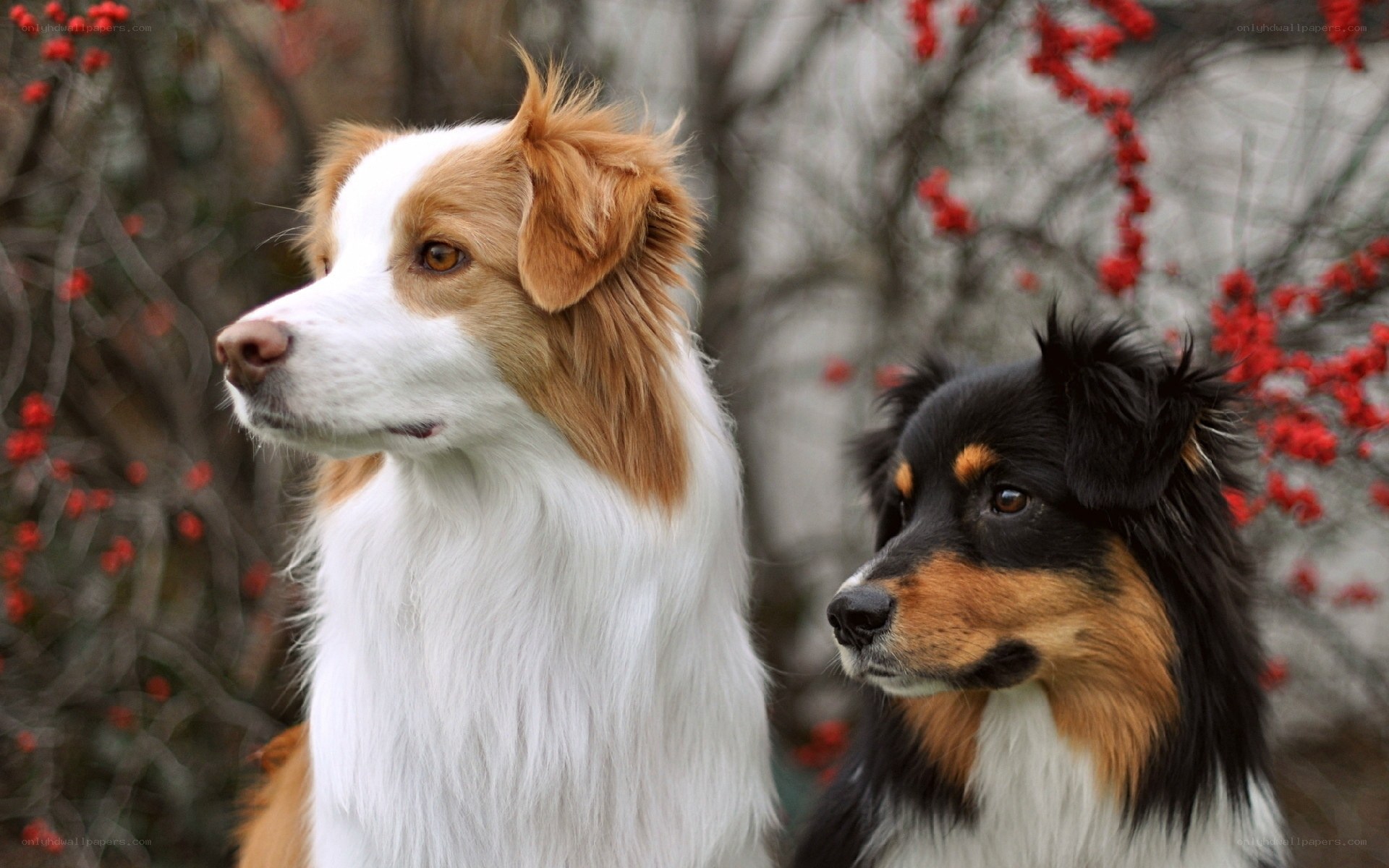 Two dogs in a garden