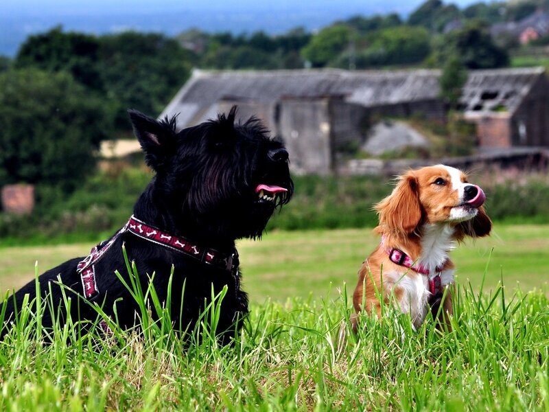 Two dogs in a grassy field