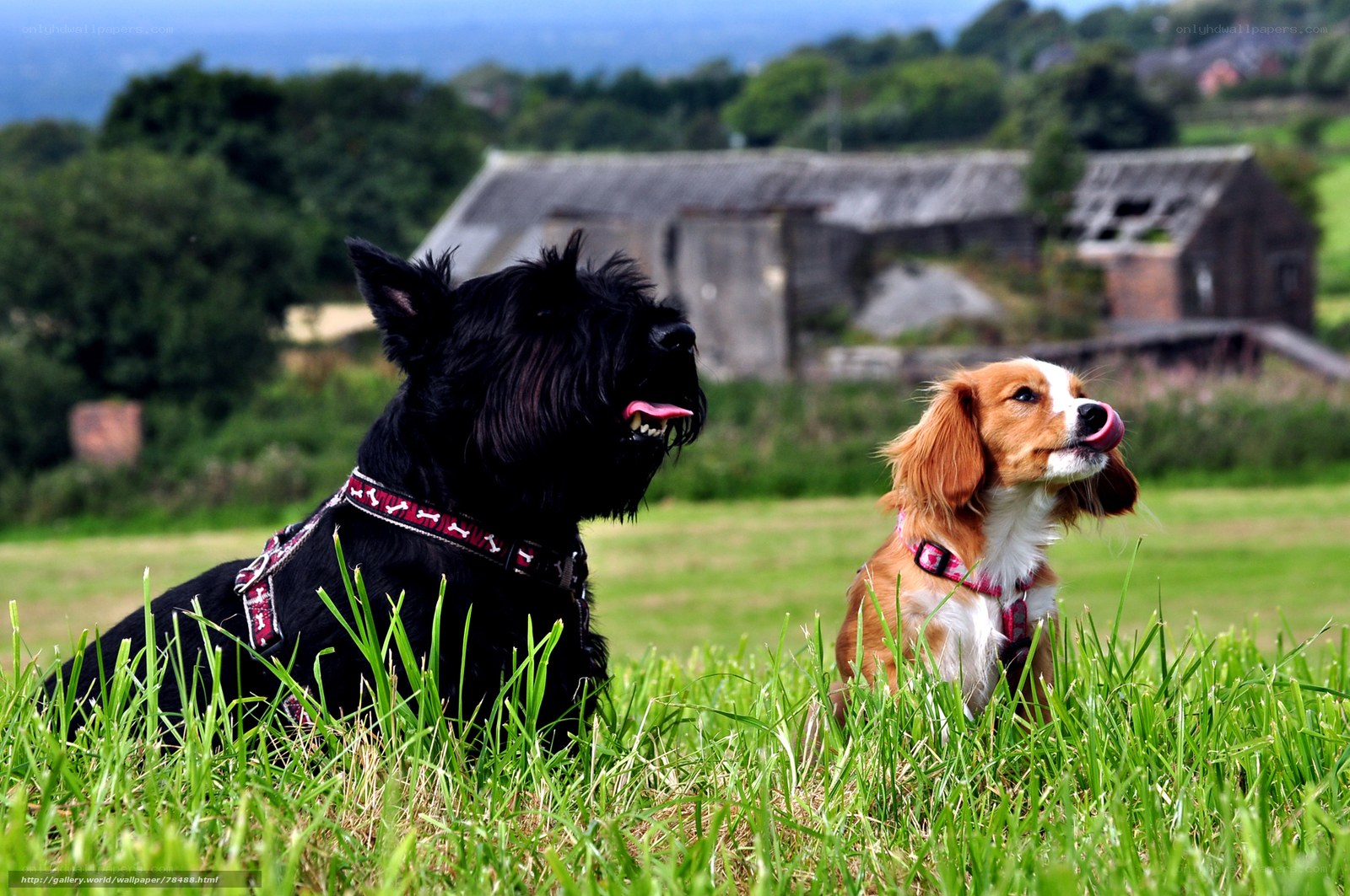 Two dogs in a grassy field