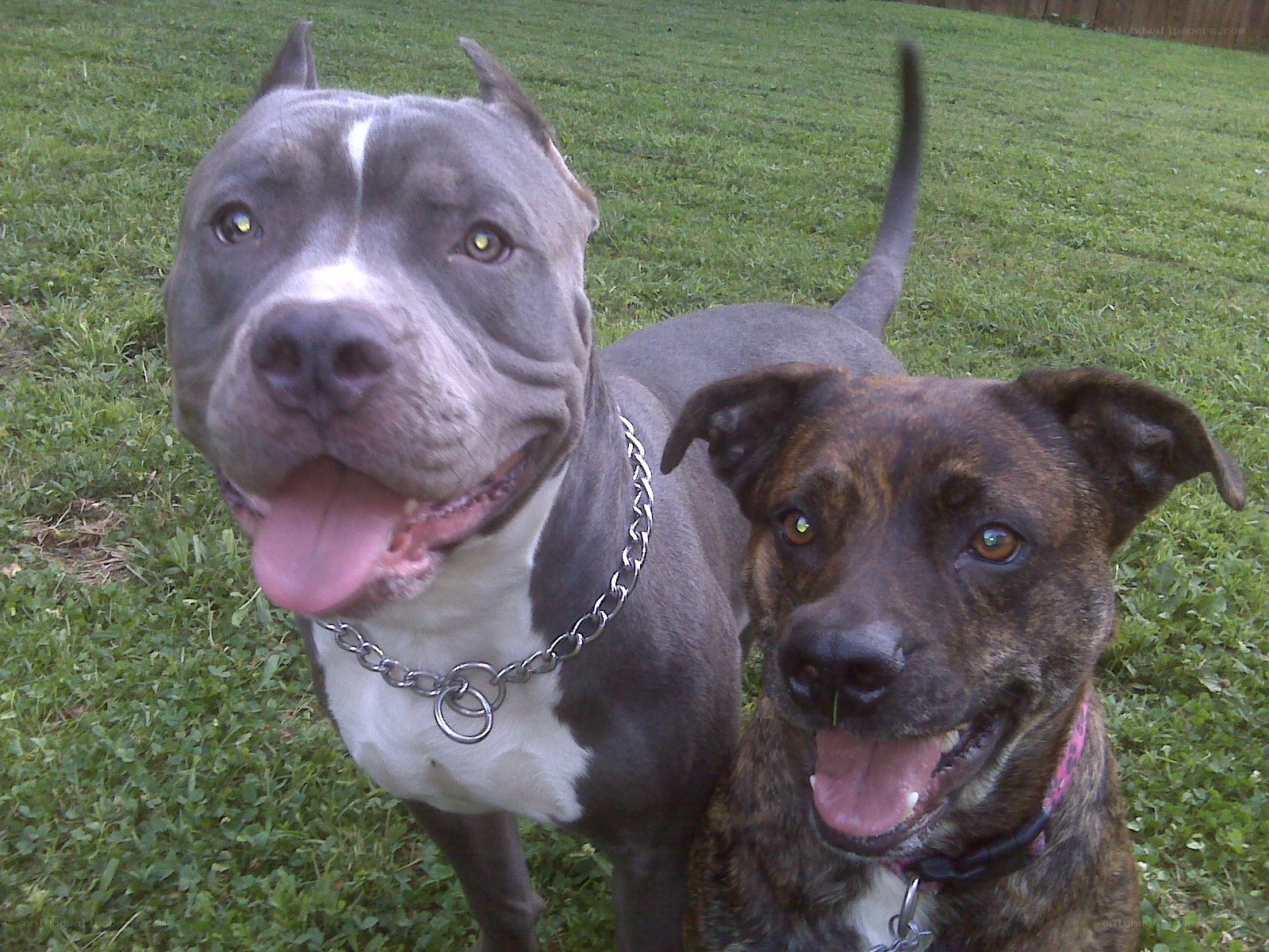 two dogs in a grassy yard