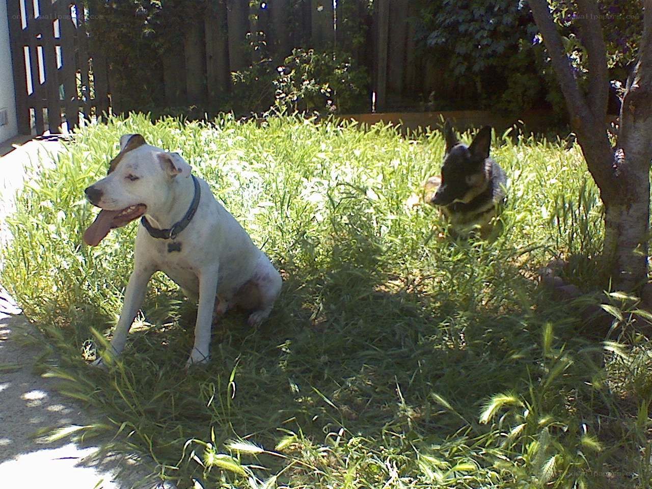 Two dogs in a grassy yard