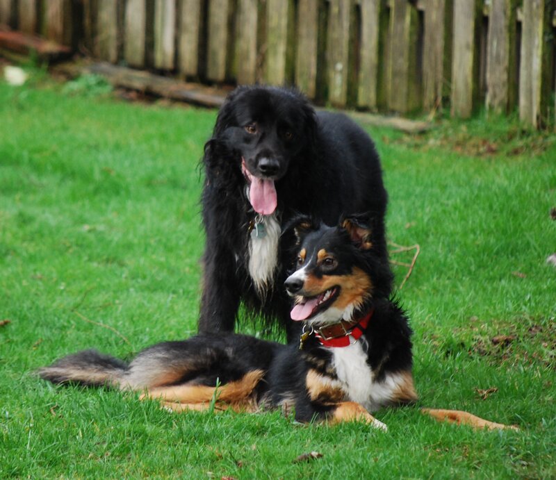 Two dogs in a grassy yard