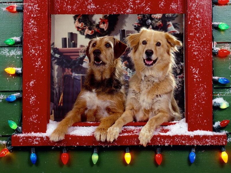 two dogs in a holiday window