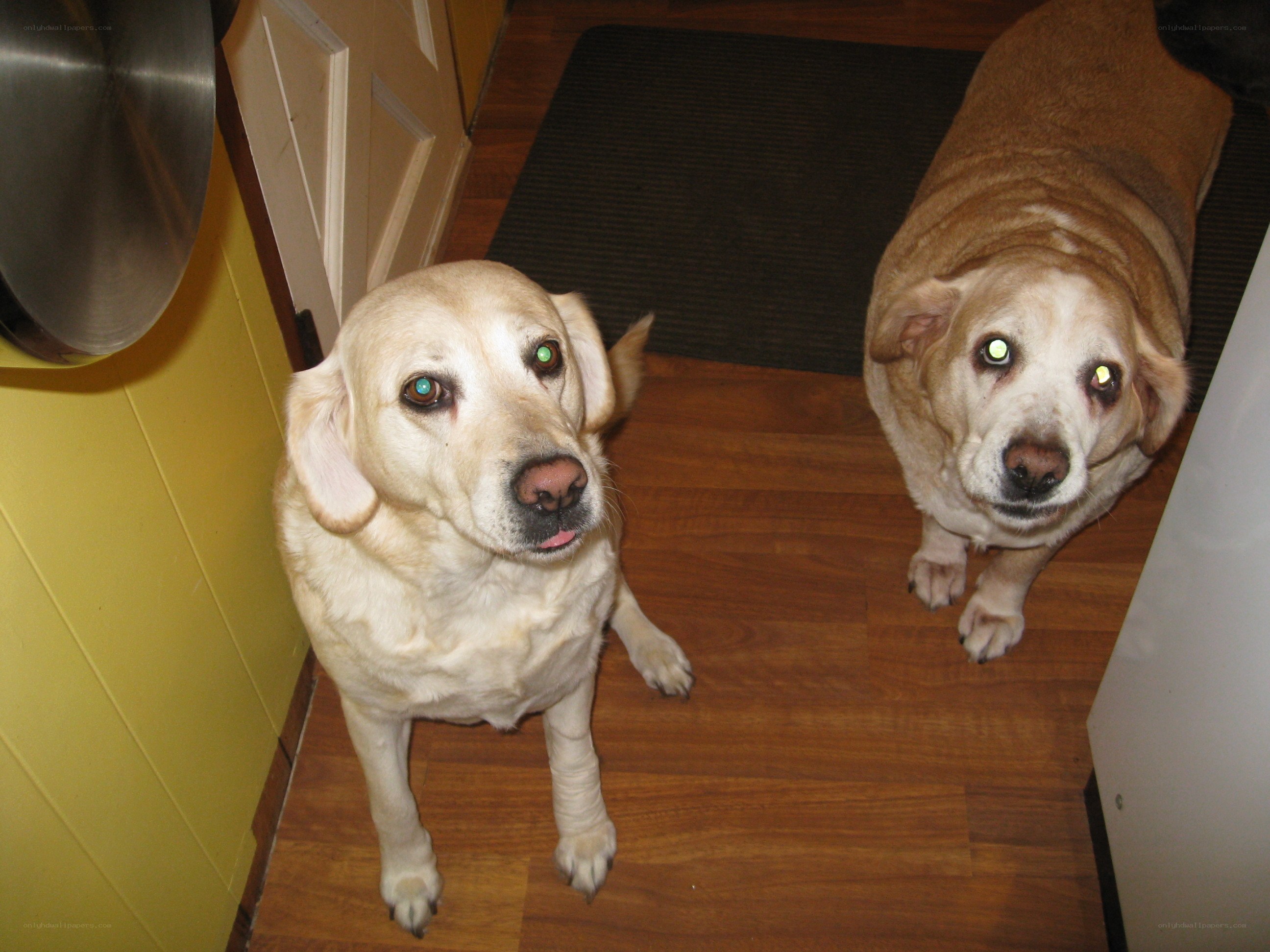 two dogs in a kitchen