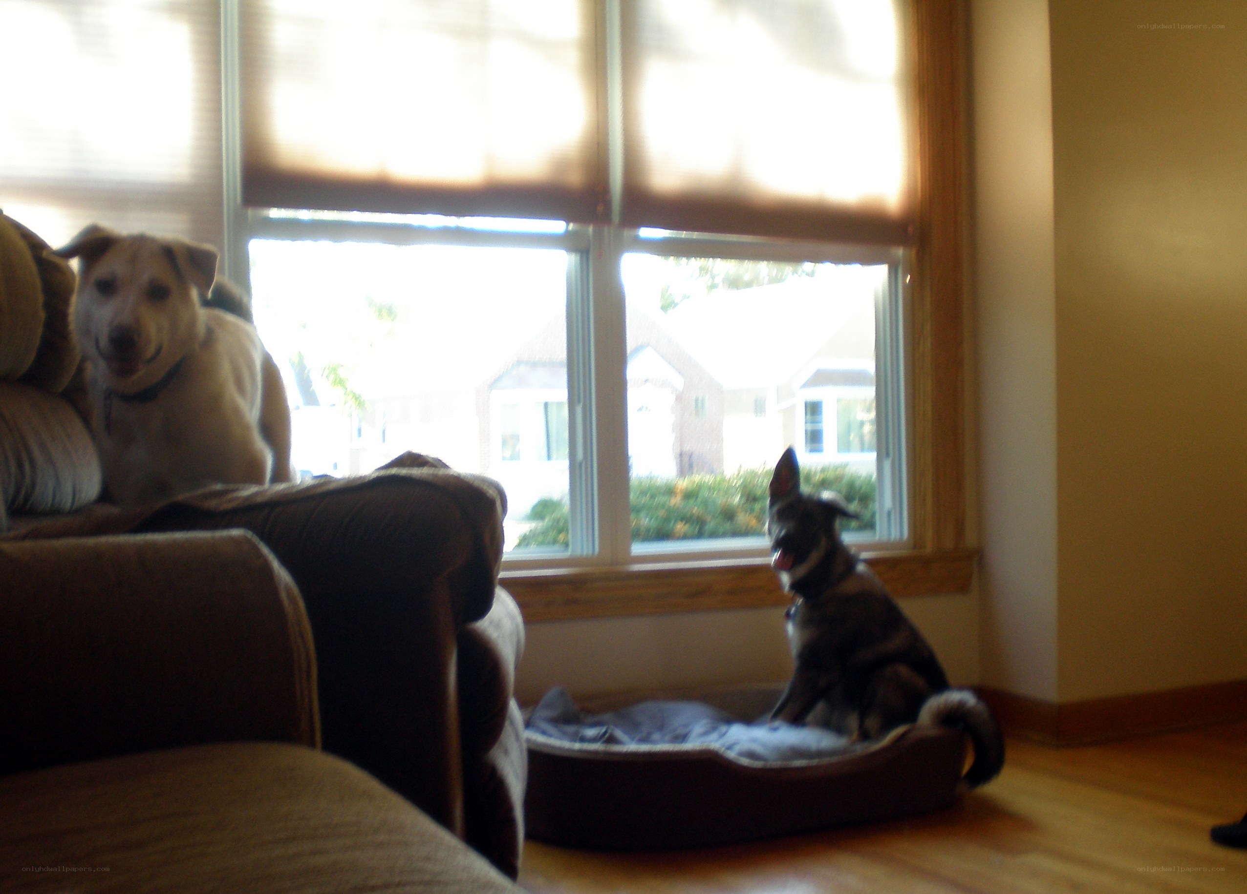 Two dogs in a living room