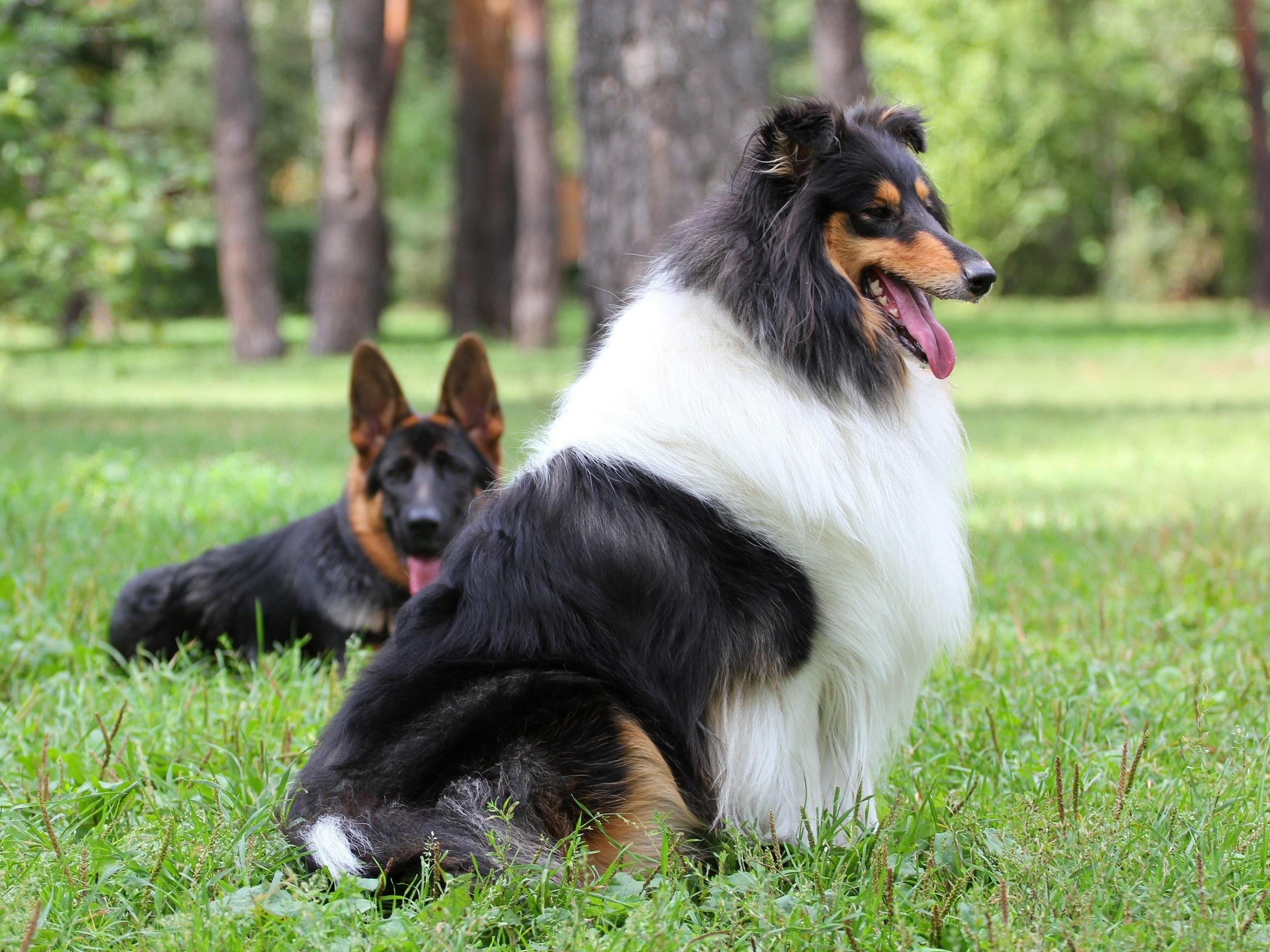 Two dogs in a park