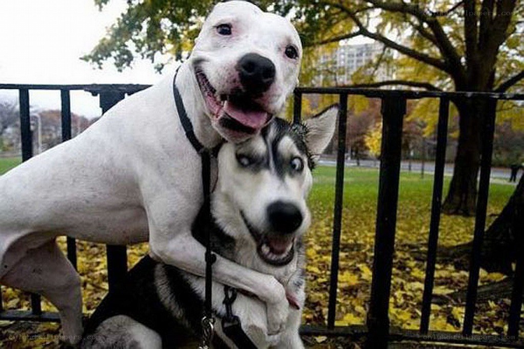 Two dogs in a playful pose