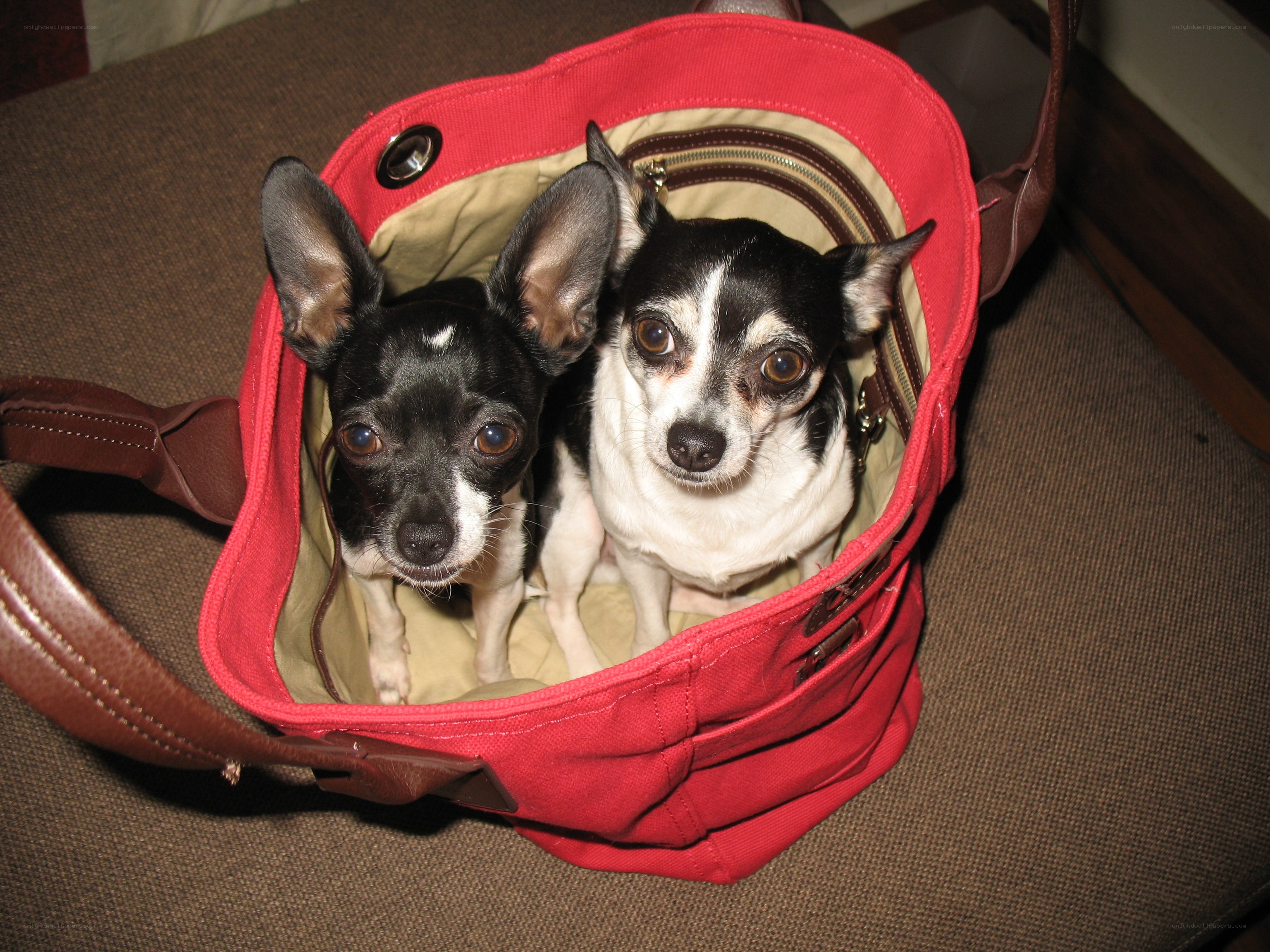 Two dogs in a red bag