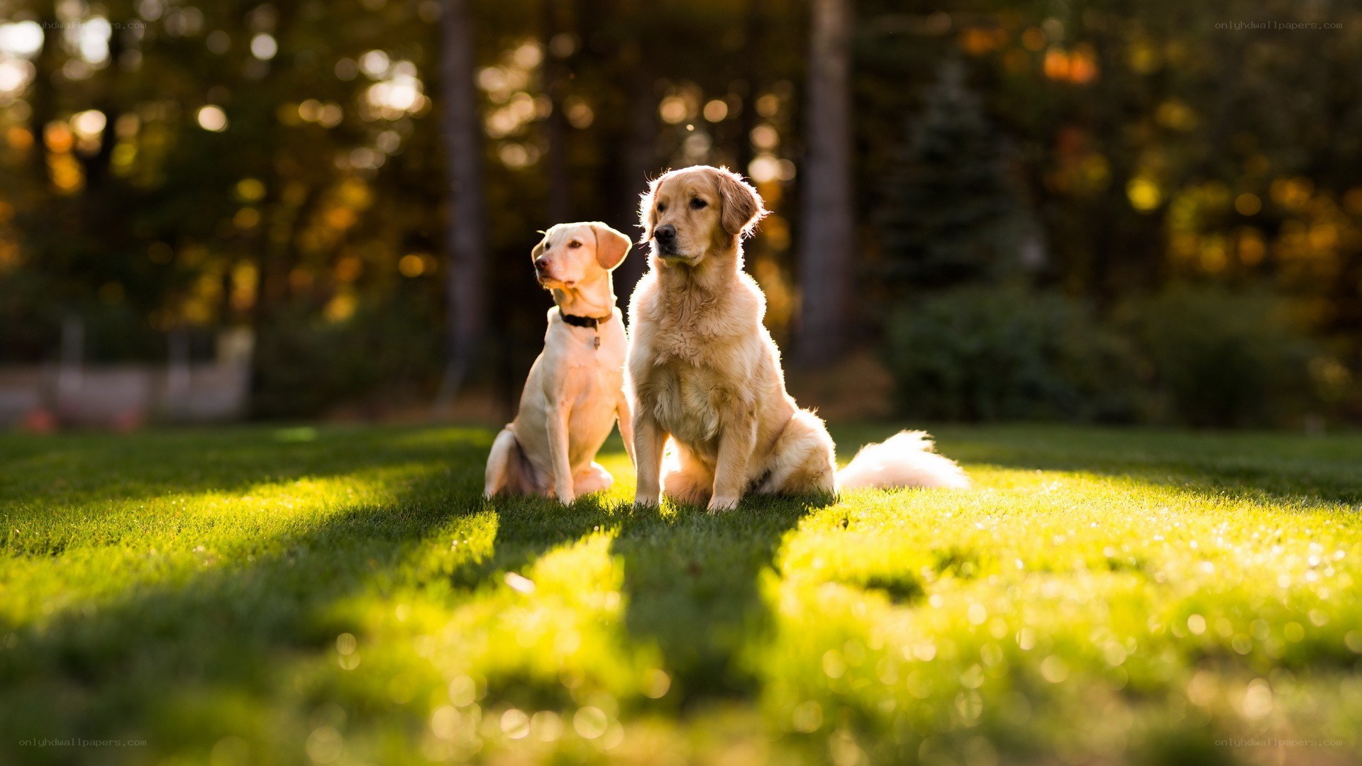two dogs in a sunlit park