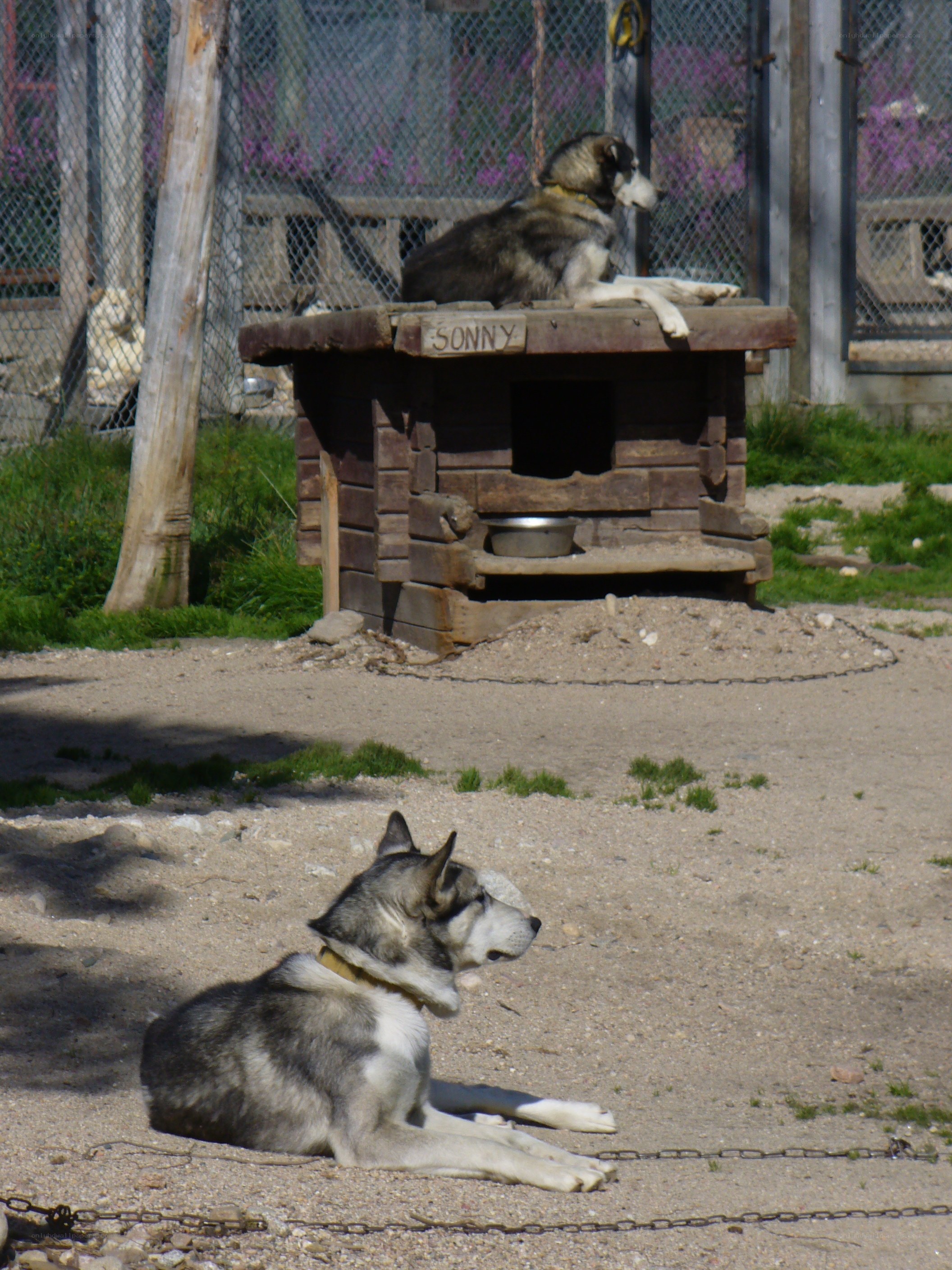 Two dogs in an enclosure