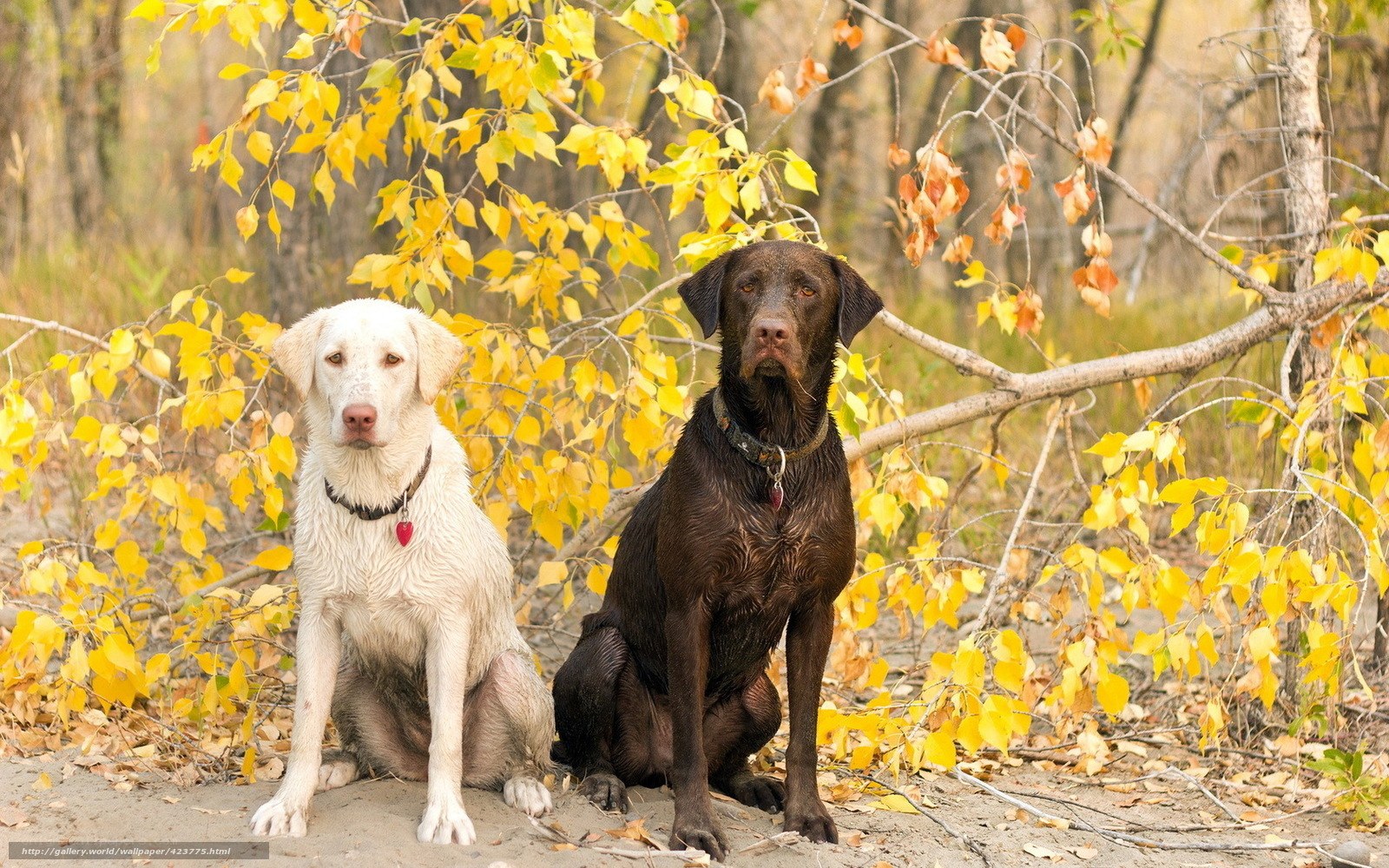 Two dogs in autumn forest