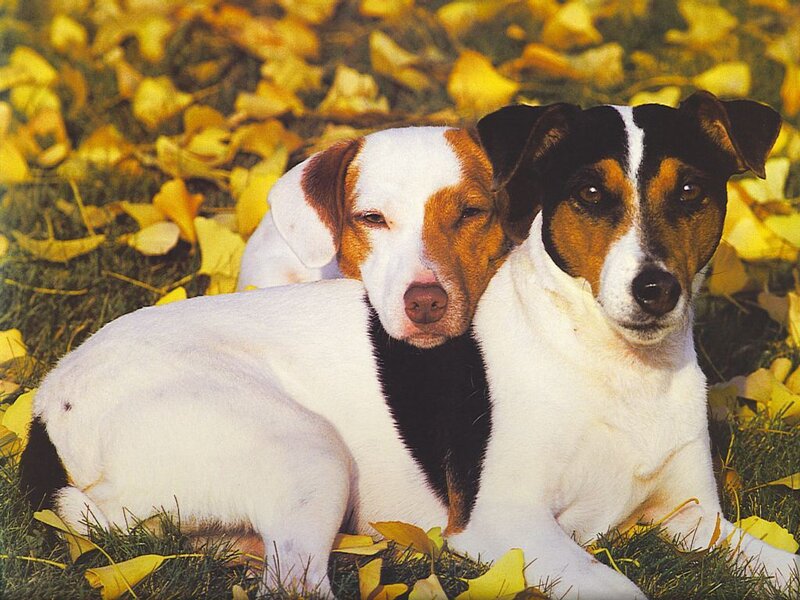 Two dogs in autumn leaves