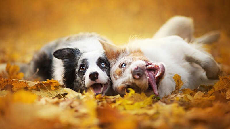 Two Dogs in Autumn Leaves — Yellow, Playful