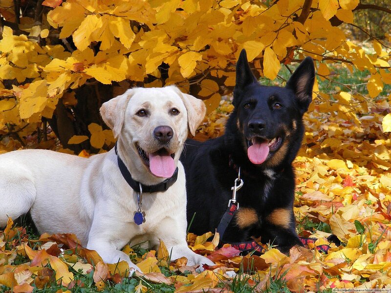Two Dogs in Autumn Leaves — Yellow