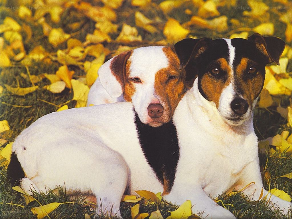Two dogs in autumn leaves