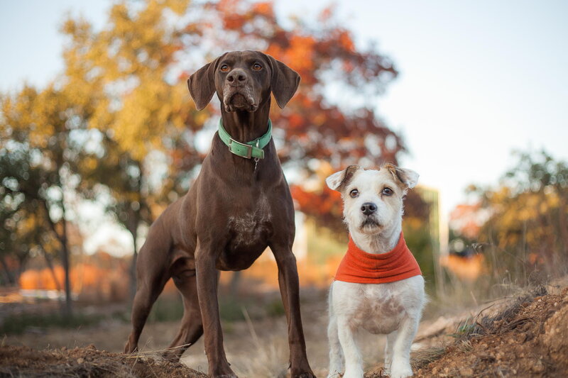 Two Dogs in Autumn