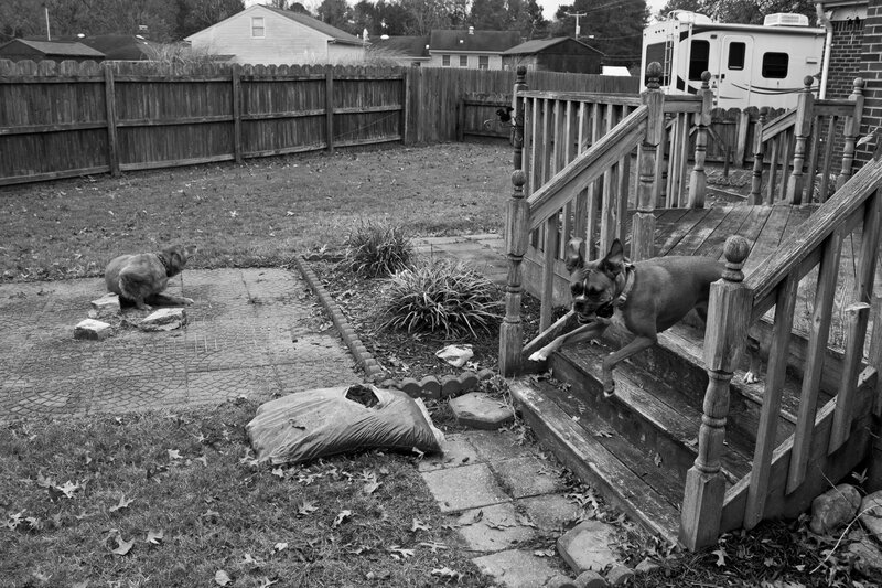Two Dogs in Backyard