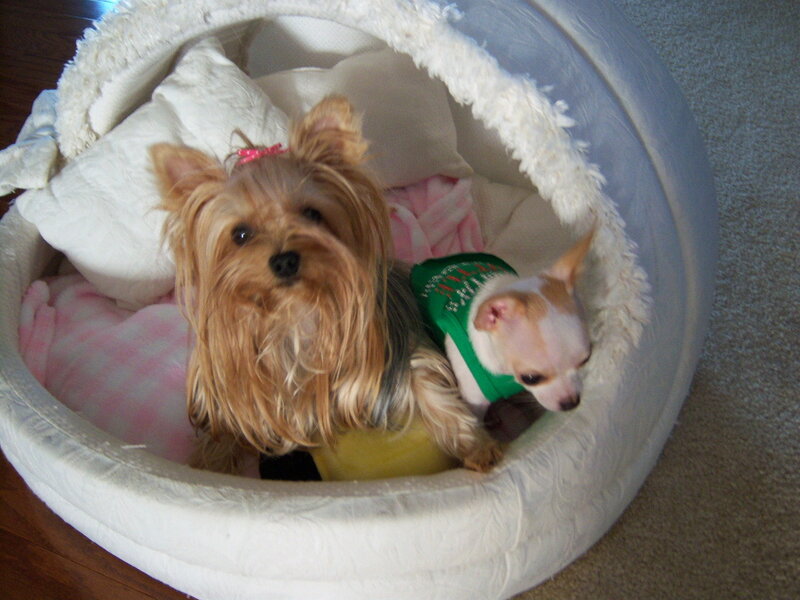 Two Dogs in Bed — White