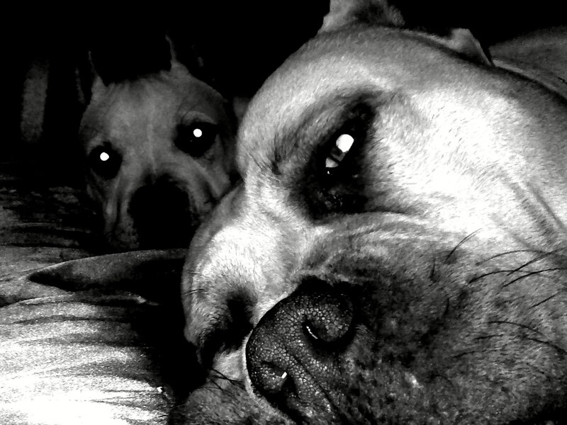 Two dogs in black and white